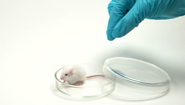 Taiwan FDA plans to remove animal studies for tooth health products