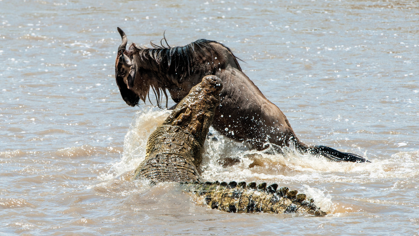 These Animals Will Mess You Up : Short Wave : NPR