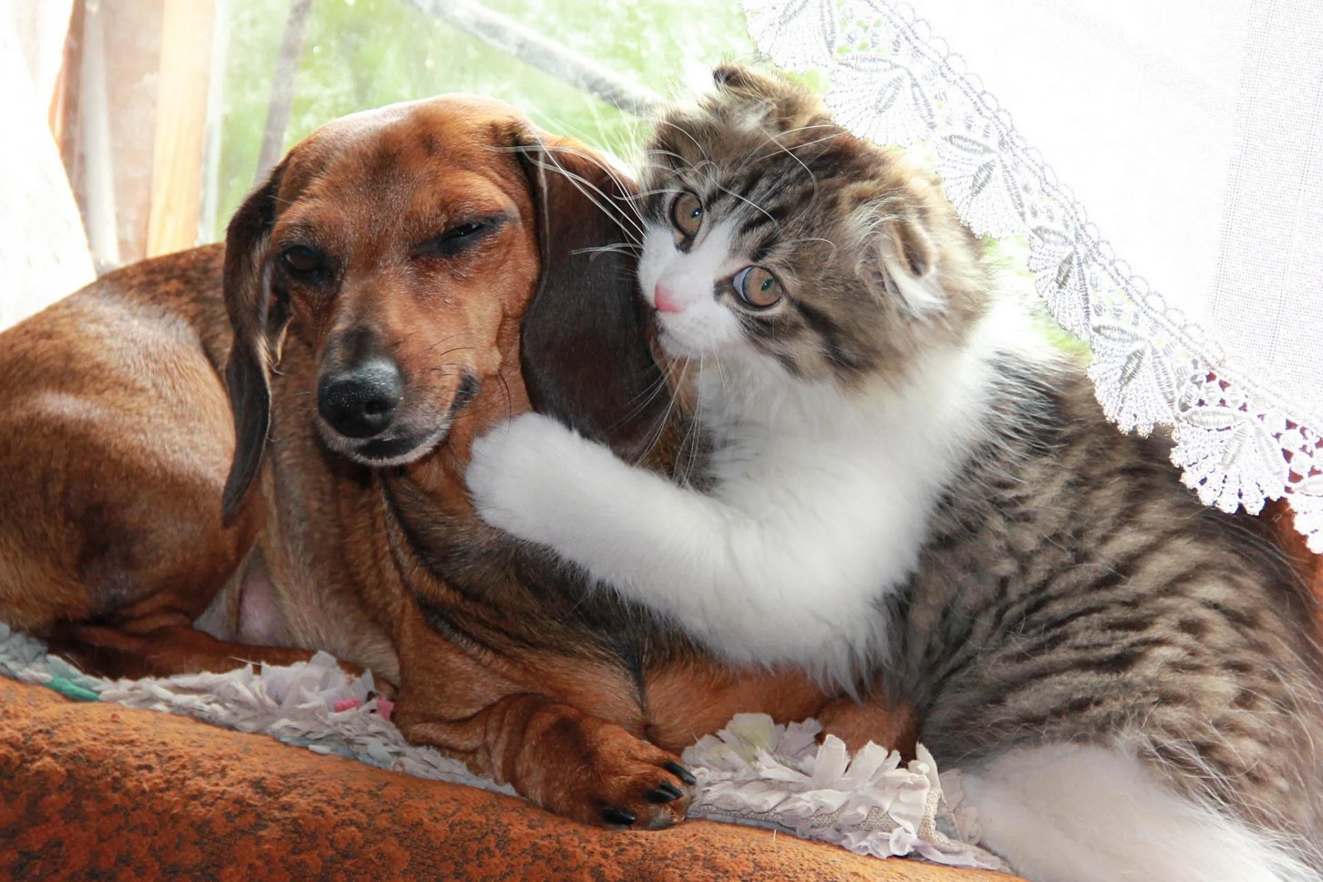 Top 10 Most Friendly Animals (With Pictures) 2022- Animals Home