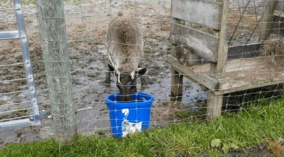 USDA: Stop Animal Exhibits at Anderson & Girls Orchards!