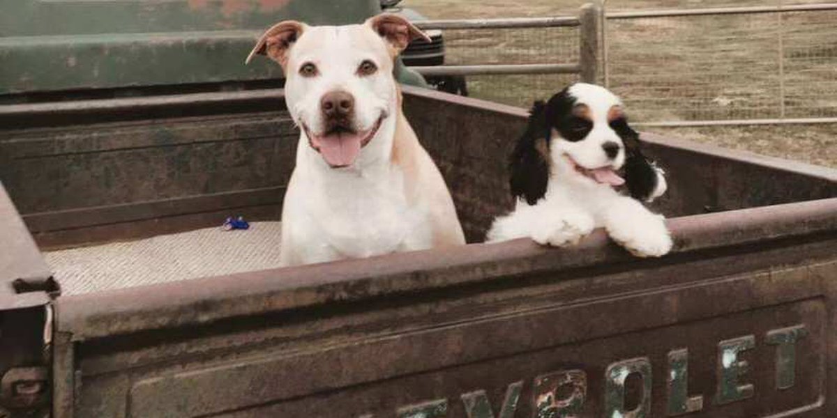 Updated animal ordinance in Lufkin restricts sales, truck bed travel