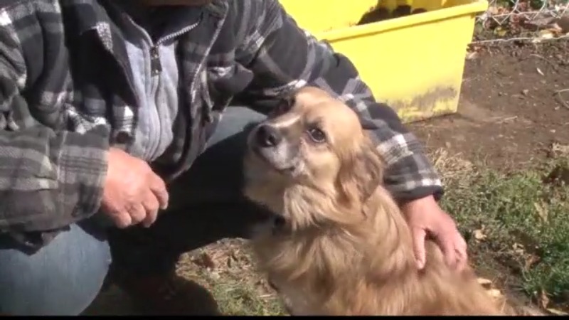 What were the intentions of the Bellaire, Ohio animal hoarders and how can other hoarders stop?