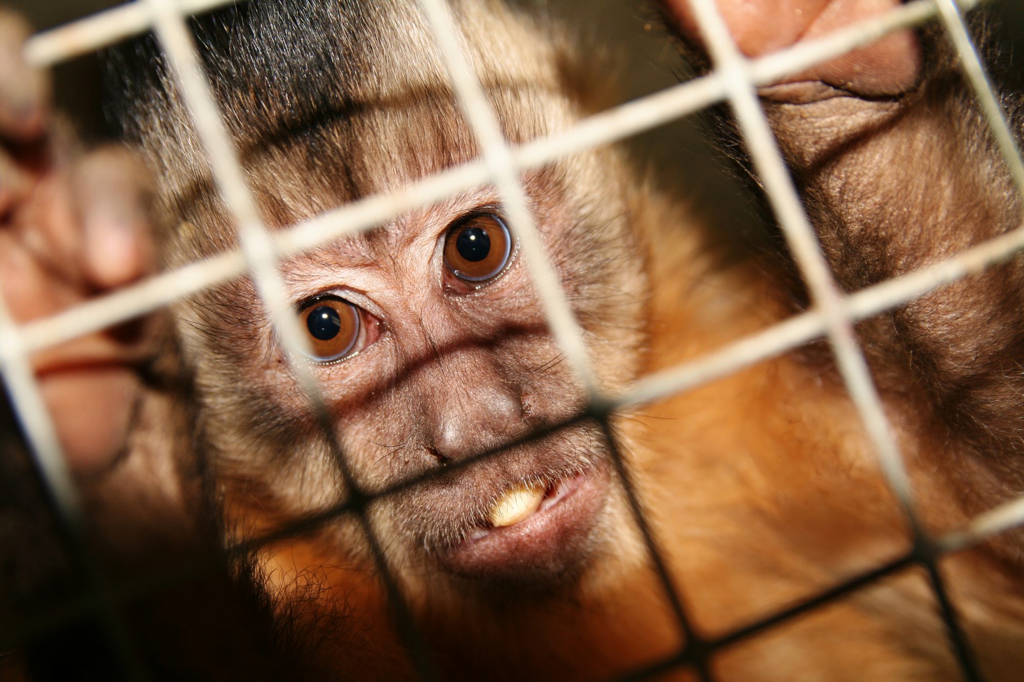 107% rise in non-compliance of animal protection laws