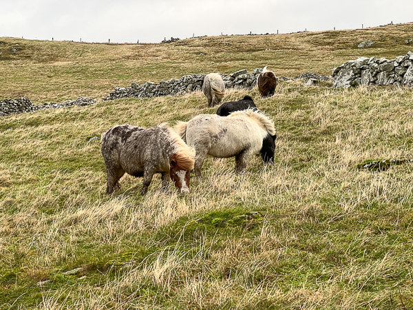 A Busy Day | My Shetland