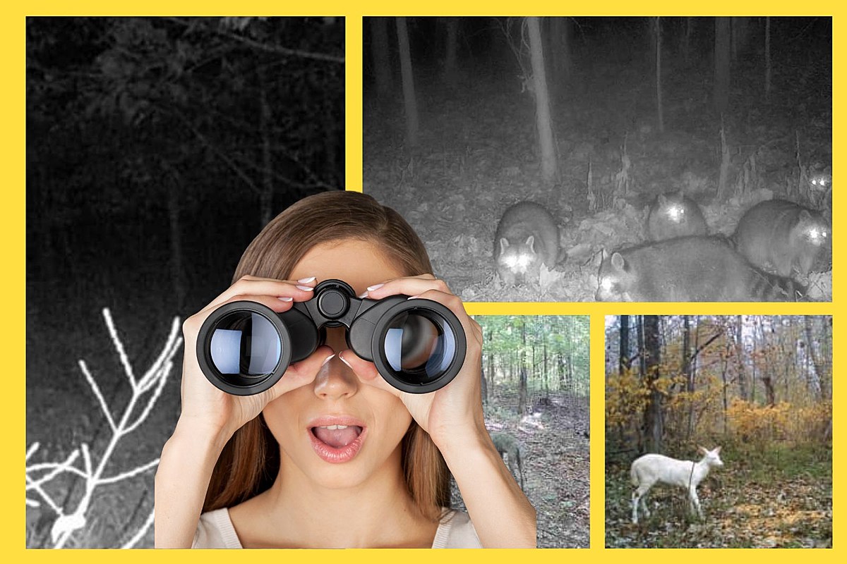 Kentucky Trail Cam Captures Incredible Animal Encounters (PHOTOS)