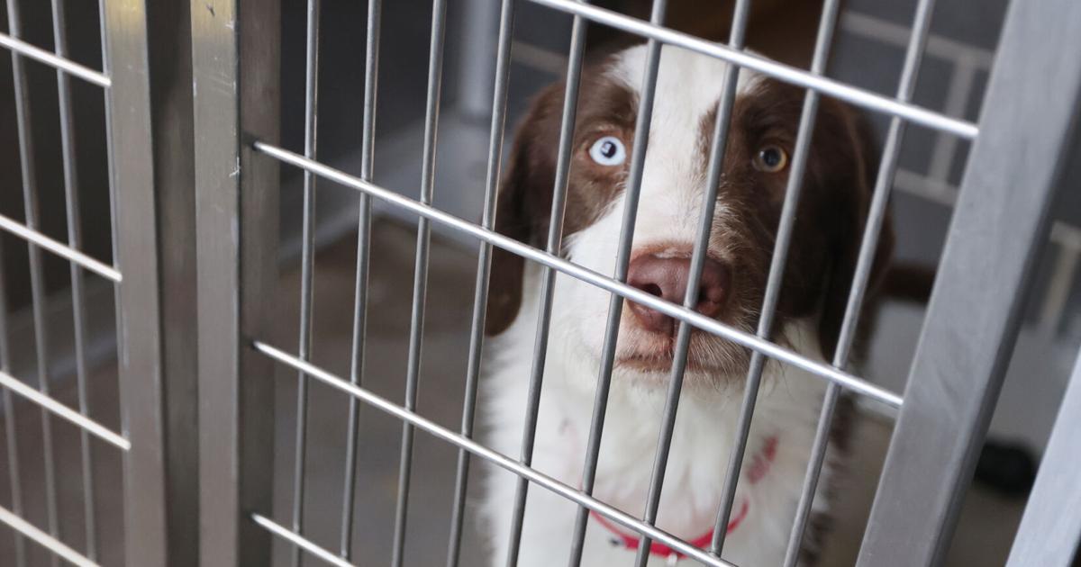 Waco Animal Shelter remains closed more than two weeks after distemper outbreak