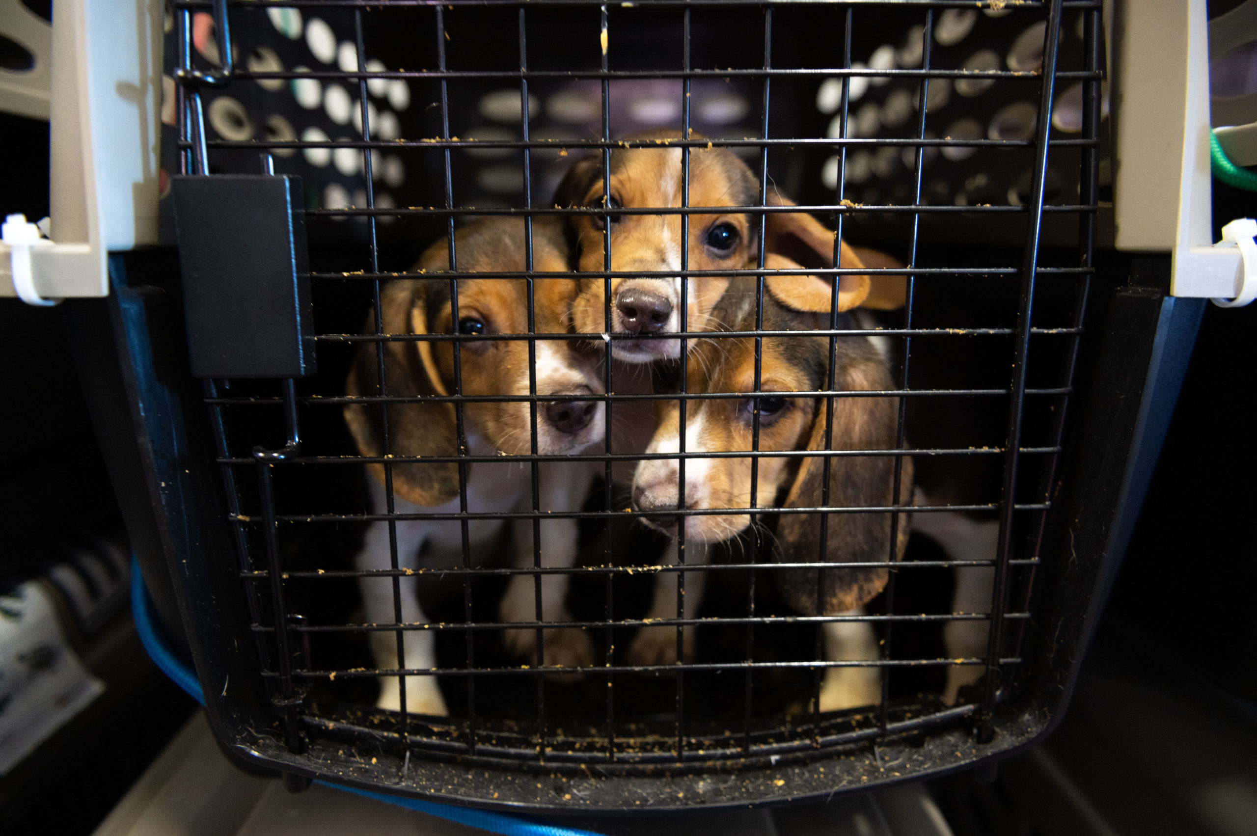 How you can help your local animal shelter or rescue this holiday season · A Humane World