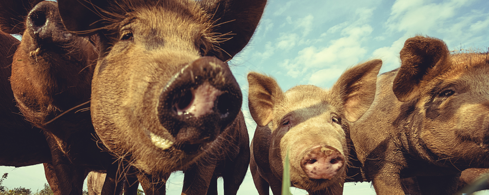 In 2022, we kept working to create a kinder world for farmed animals