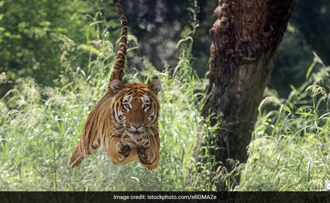 In 5 Bihar Villages, Special Zone Aimed At Reducing Human-Animal Conflicts