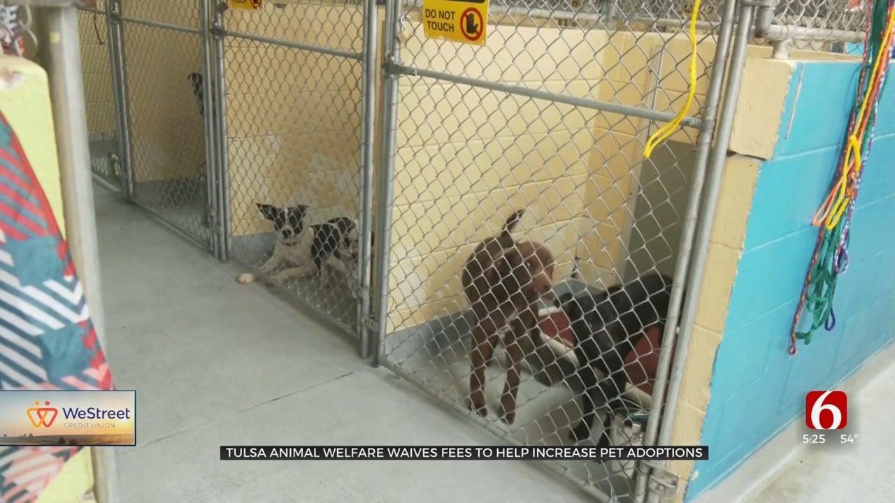 Tulsa Animal Welfare Waives Fees To Help Increase Pet Adoptions
