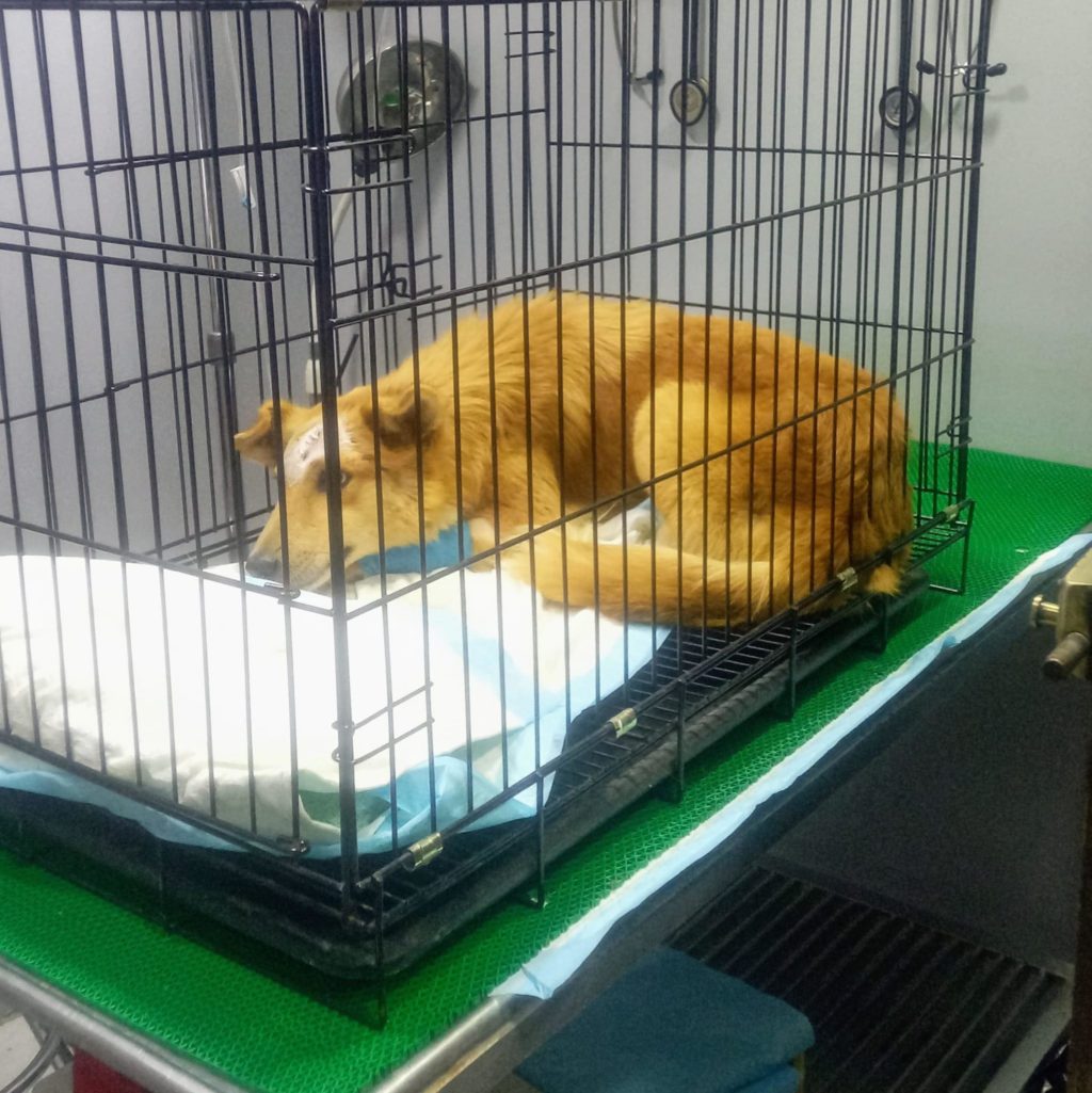 Bonbon dog