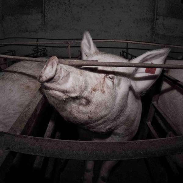 An American Icon is Being Called Out for Extreme Animal Cruelty