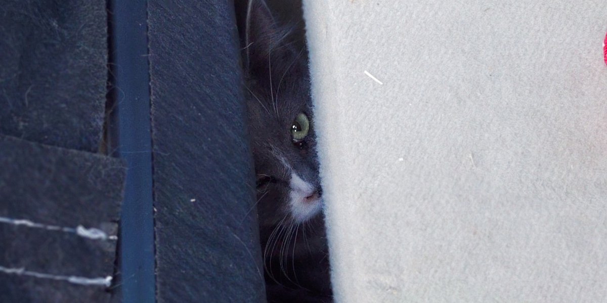 Animal care worker rescues trapped cat in Pueblo