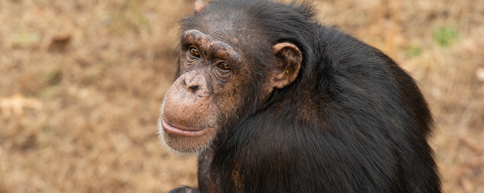 Judge rules that NIH’s refusal to move chimps from a New Mexico laboratory to Chimp Haven sanctuary violates federal law