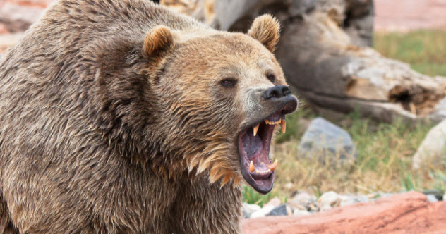 Top Ten Wildest Animal Attacks of 2022