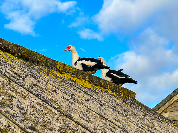 Family Duck | My Shetland