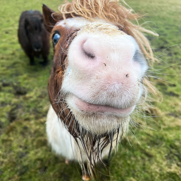 Grot Day | My Shetland