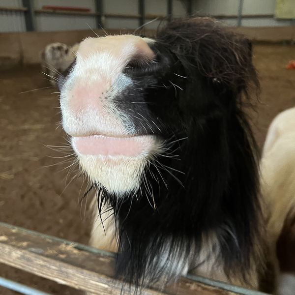 I am Wrong! | My Shetland