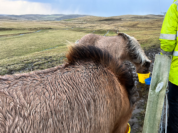 Keeping them happy | My Shetland