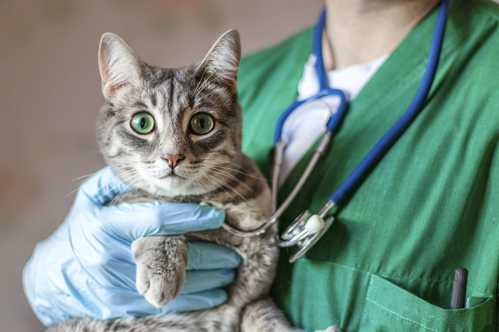 Takeover of eight vet businesses could increase costs for animal owners