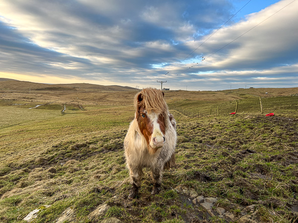 Worse Again | My Shetland