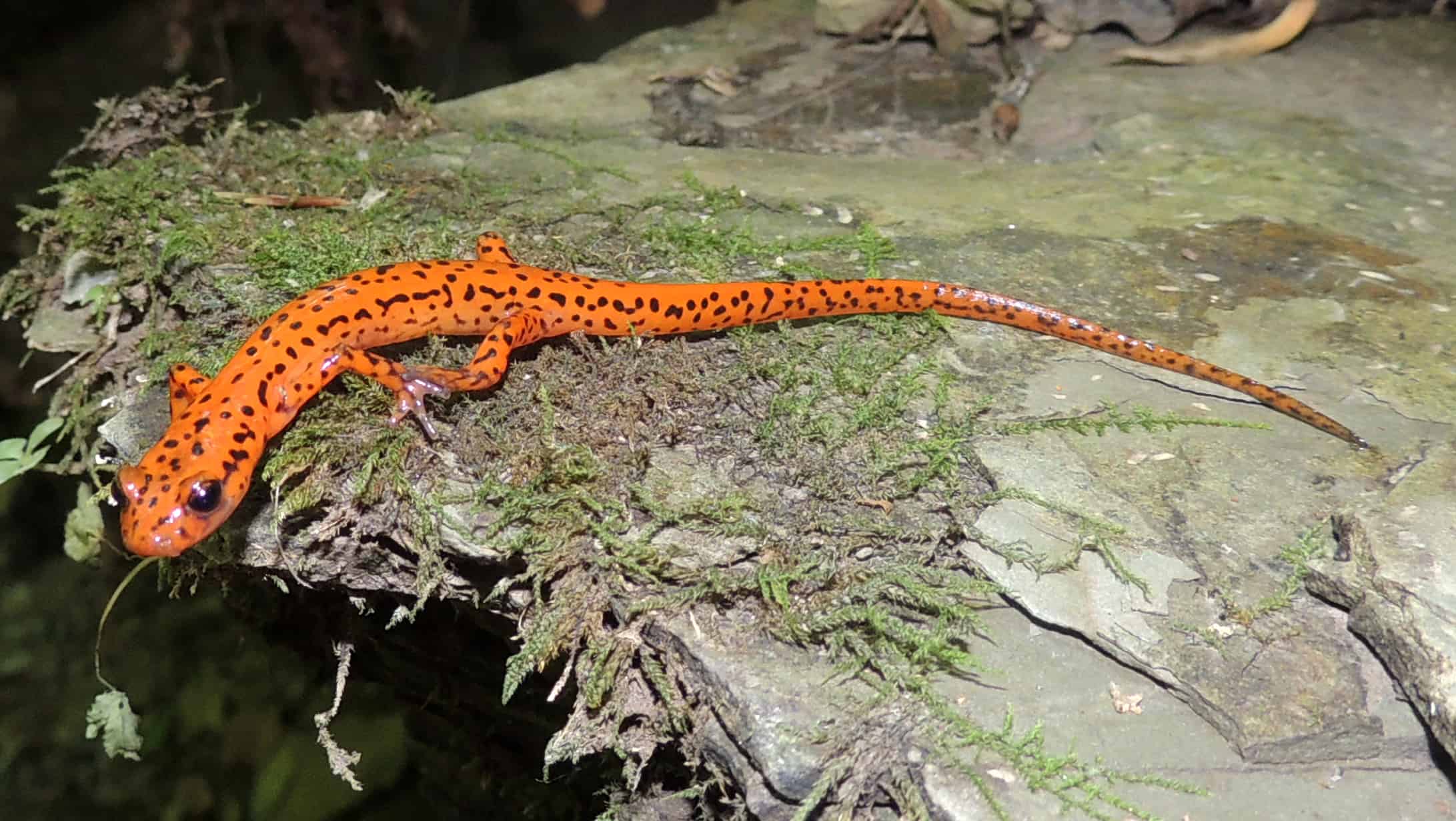 11 Rare Animals That Live in Kentucky’s Mammoth Cave