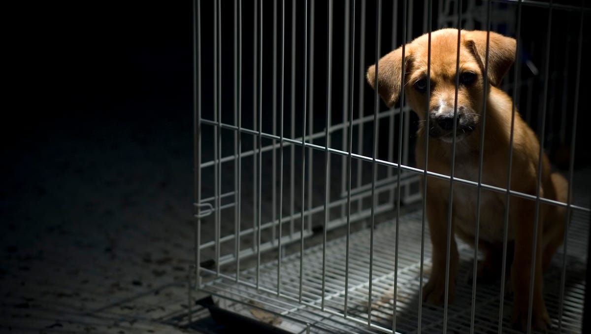 38 dogs seized from Clinton Street home