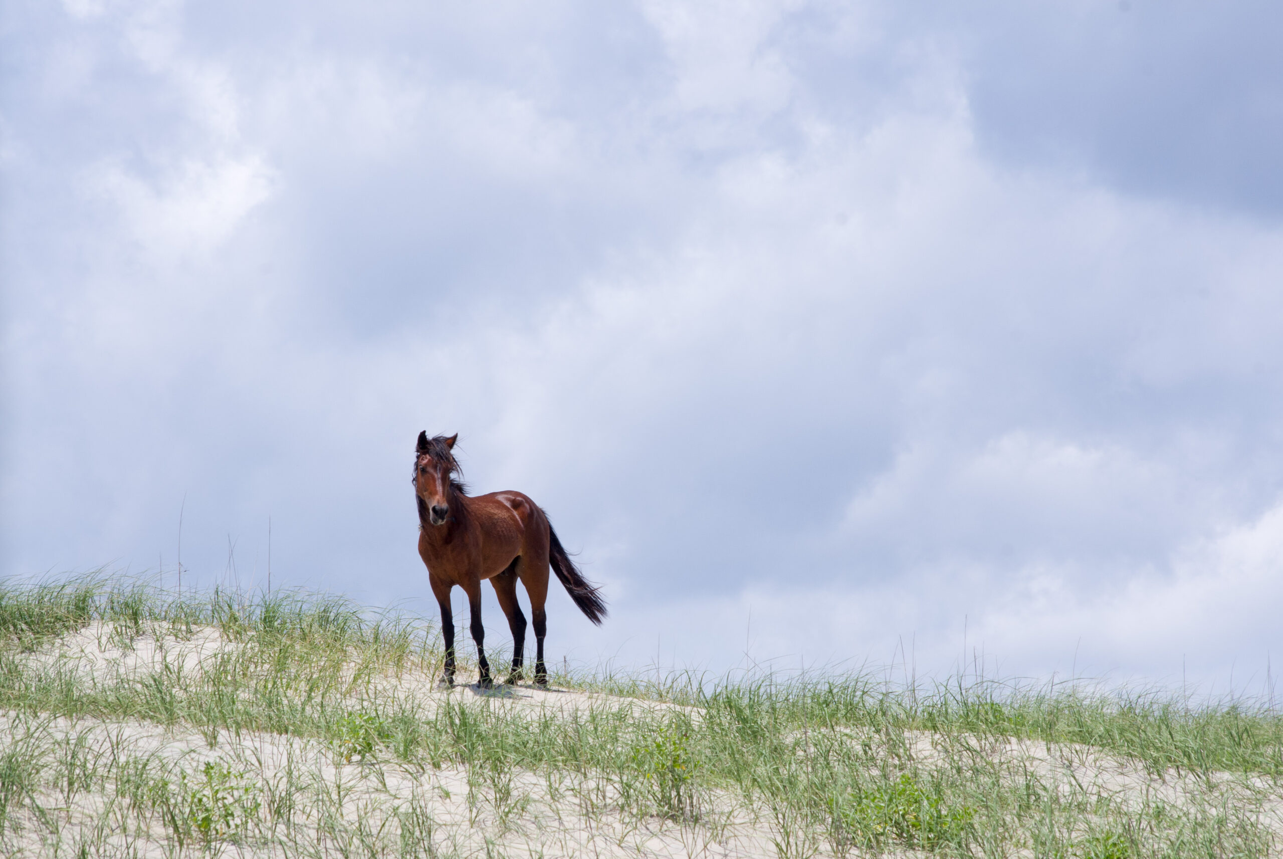 Discover the 14 Official State Animals of North Carolina