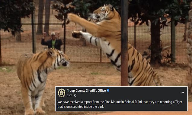 Tiger escapes from Georgia safari park after tornado damages its enclosure