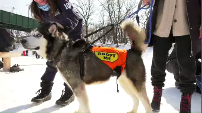 Winnipeg Animal Services offers doggie dates