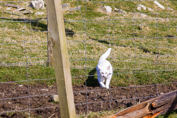 A Sunny Spring Walk | My Shetland