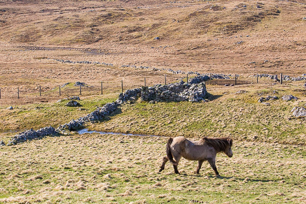 Everyone is Happy | My Shetland