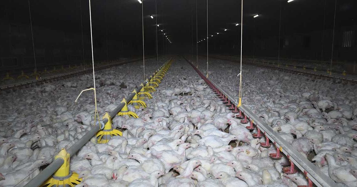 The Deadly Cost of Poor Regulations