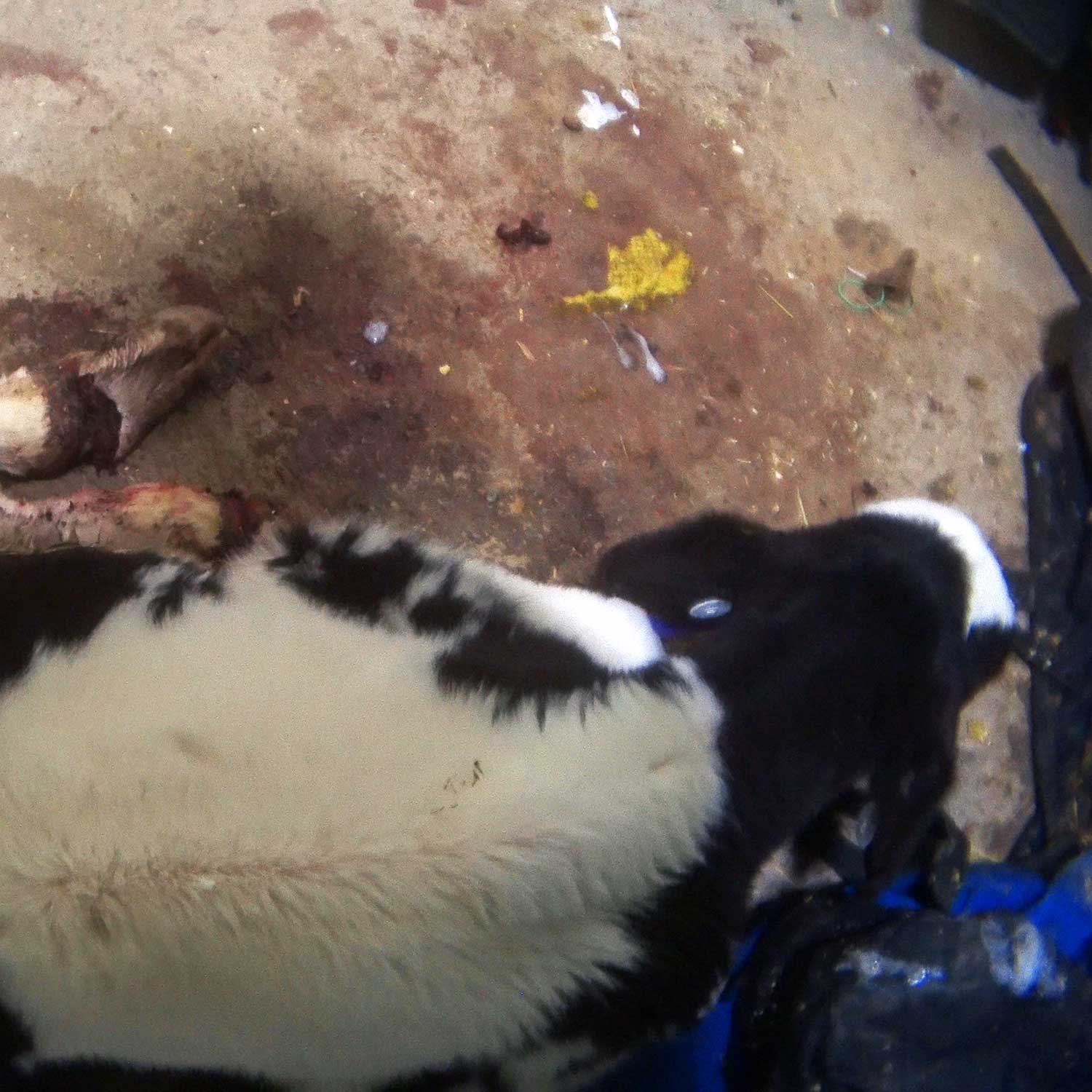 The Tragic End to the Life of Calf 1578