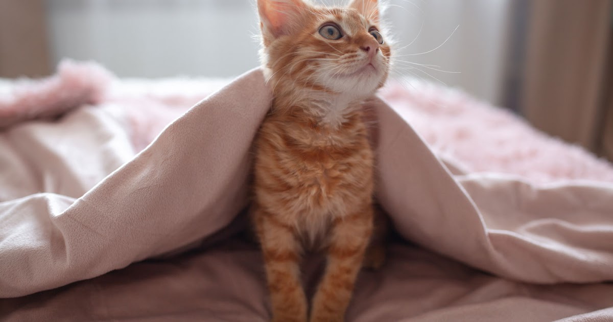 3 Easy Ways to Get Started with Training Your Cat