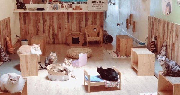 5 animal cafes you won't want to miss, Lifestyle News
