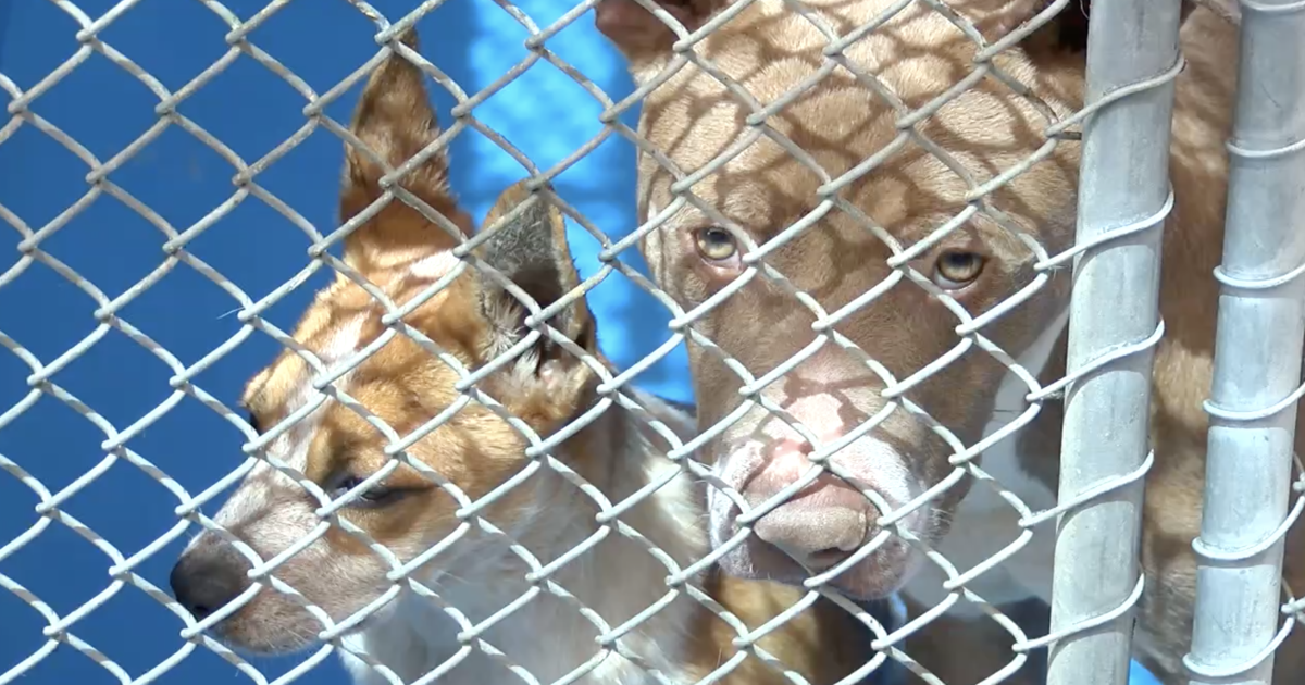 Kern County animal shelters are overcrowded, forcing tough decisions