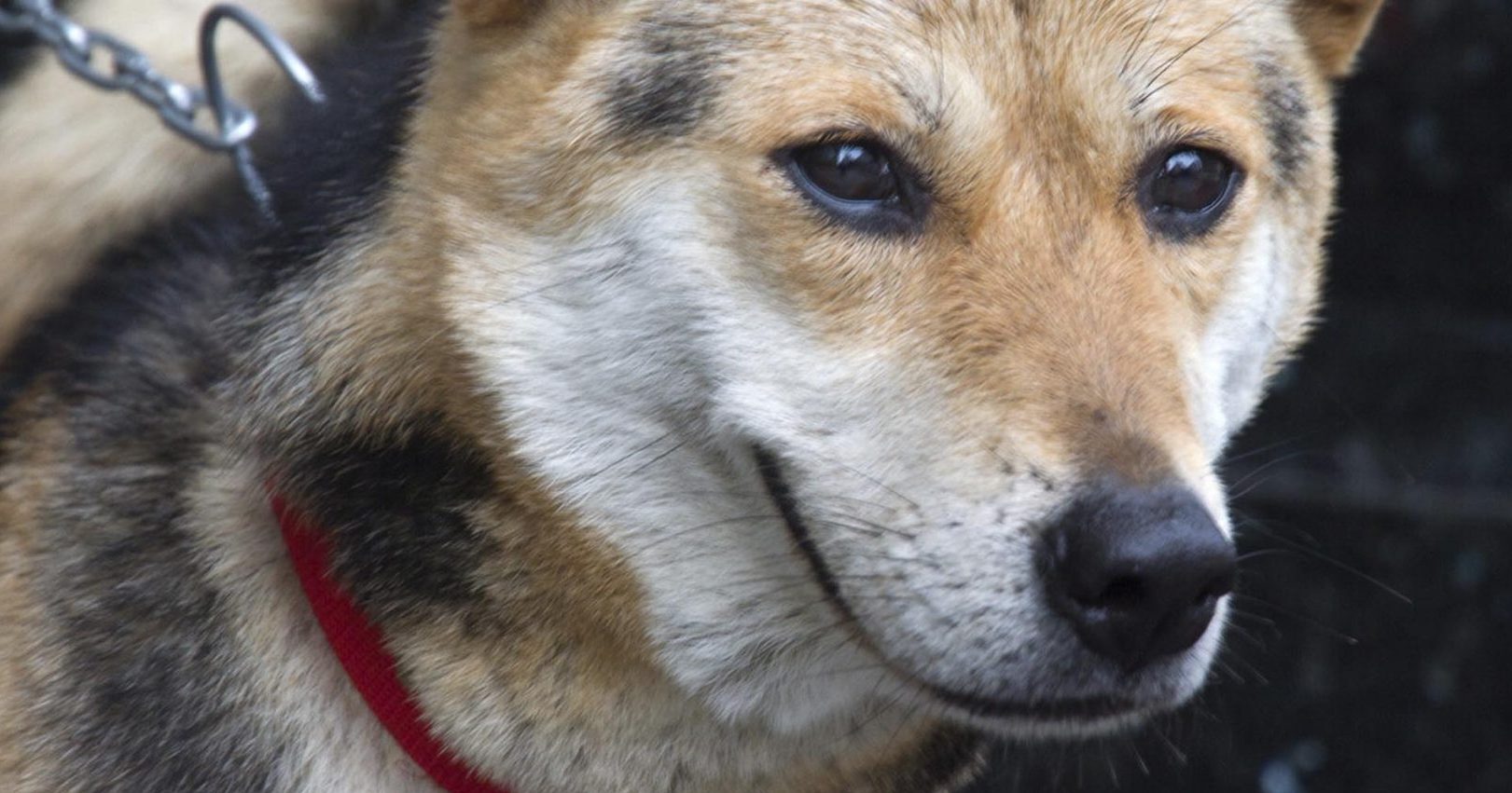 The Inspiring Story of Vita the Dog
