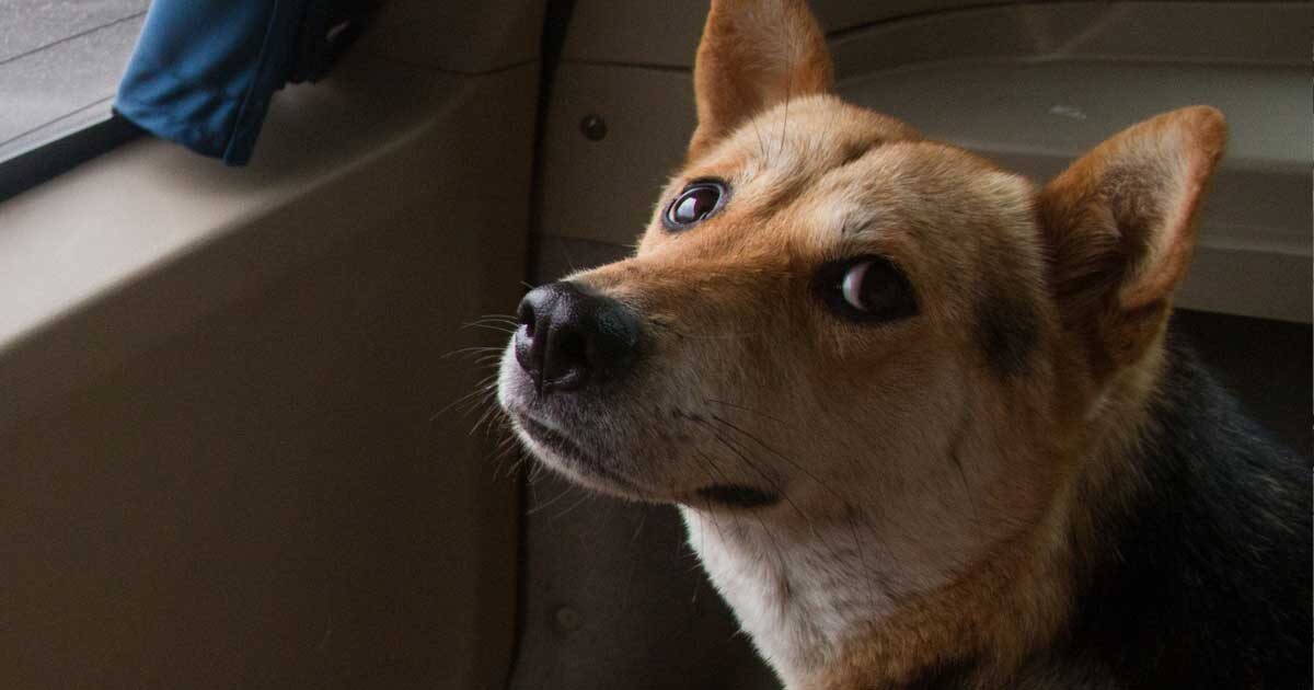 A Decade Later: Vita’s Rescue Inspires Fight Against Yulin Dog Meat Festival