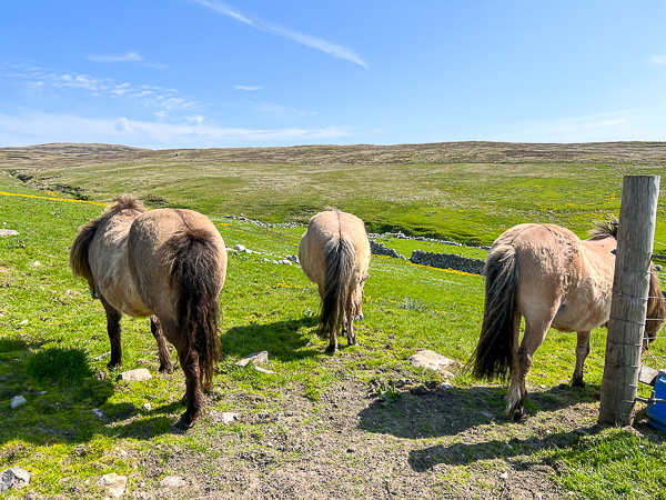 An Overthinking Day | My Shetland