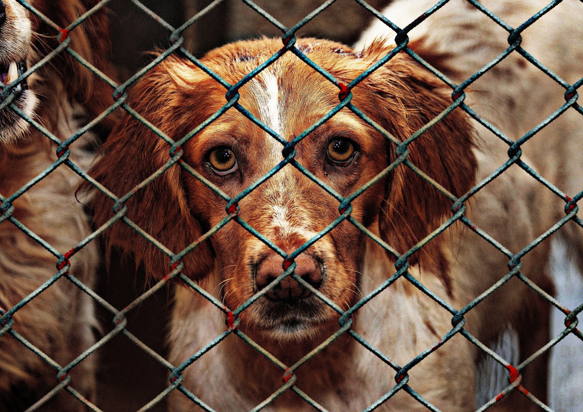 Indiana shelter stresses animal kindness