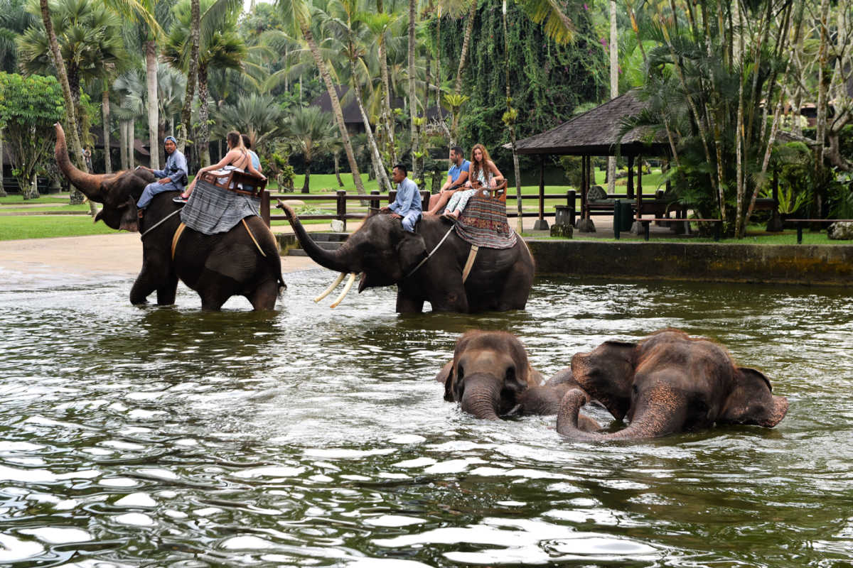 Investigation Reveals There Are No Ethical Animal Tourism Facilities In Bali