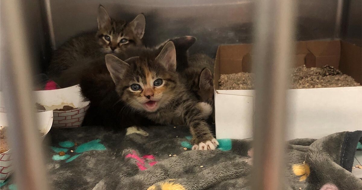 Already stretched thin, DFW animal shelters prepare for summer spike