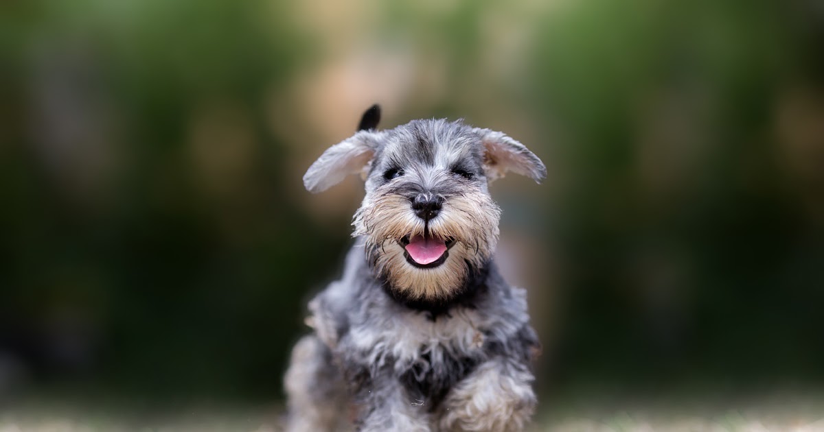 How You and Your New Puppy Can Help Canine Science