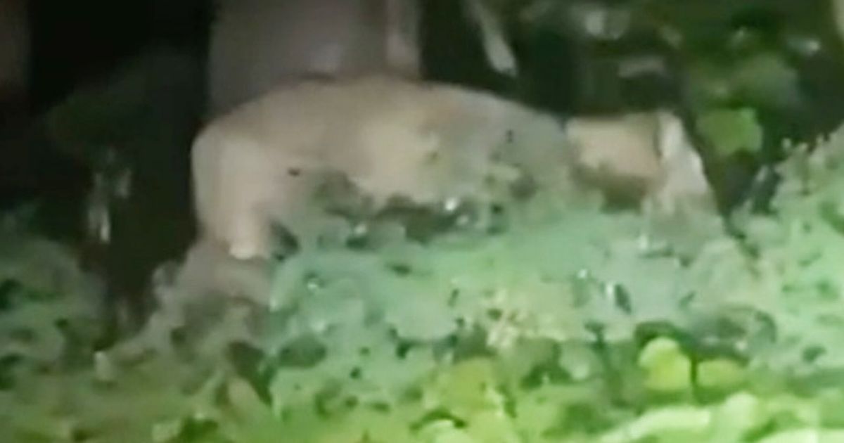 Hunt for ‘Beast of Berlin’ lioness ENDS as police believe animal is actually a boar – World News