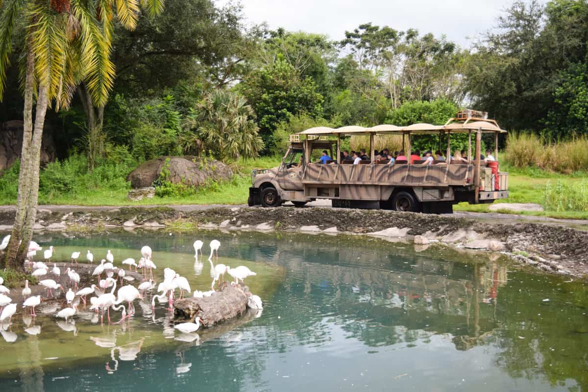 Flamingos on Kilimanjaro Safaris at Disney's Animal Kingdom