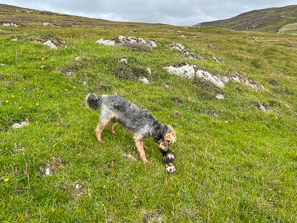 Killing | My Shetland