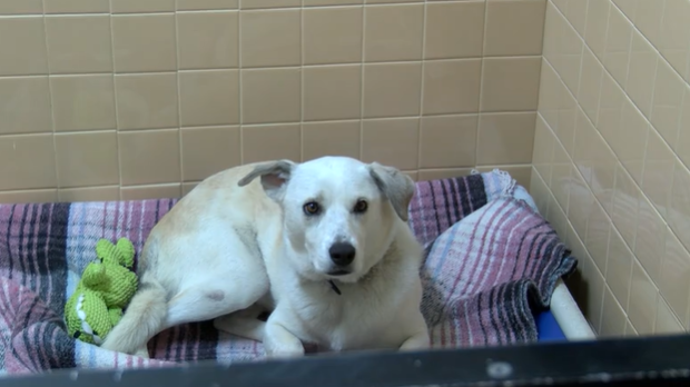Santa Fe Animal Shelter hopes to get more dog-walking volunteers
