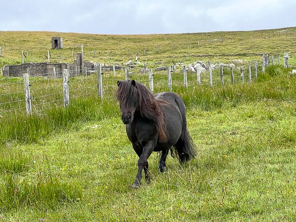 The Track | My Shetland