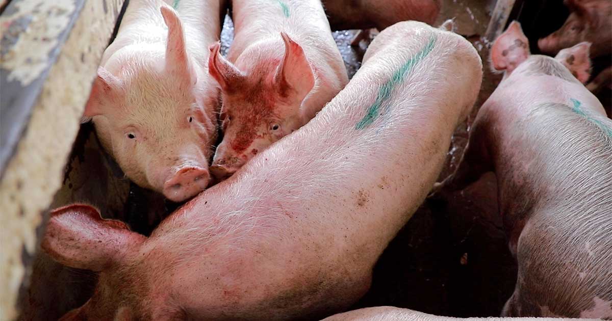 5 Shocking Legal Practices Pigs Endure on Factory Farming